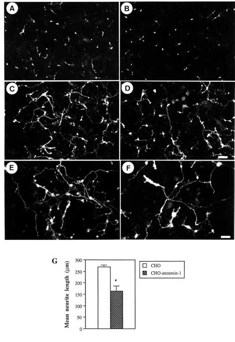 Neurite Growth From Dissociated Mouse Cerebellar Neurons Cultured On