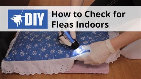 Indoor Flea Inspection How To Check For Fleas Indoors Youtube