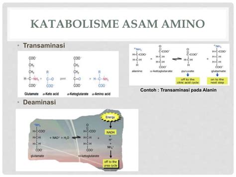 Metabolisme Asam Amino