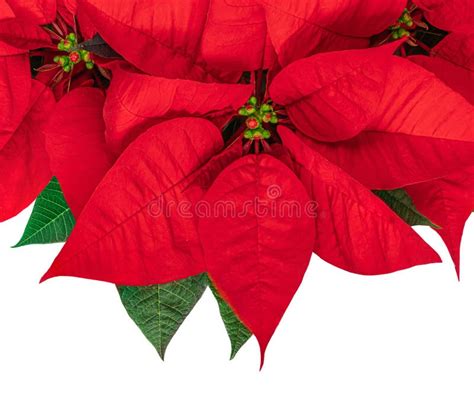 Red Christmas Flower Poinsettia Isolated On White Background Xmas