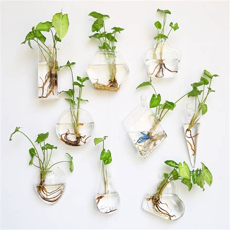 terrarium  tuong trong cay trong lo thuy tinh de ban hoac treo tuong