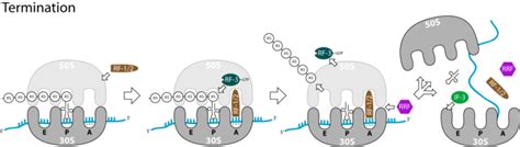 Where Does Translation Take Place In A Cell Science Trends