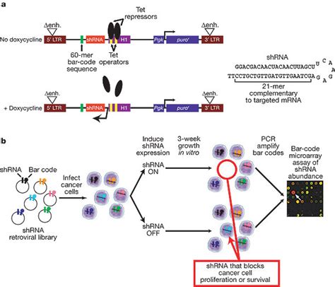 Inducible Shrna Library Screen For Genes Controlling Cancer Cell