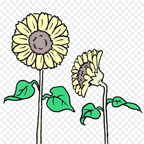 Design Floral Commune De Tournesol La Graine De Tournesol Png