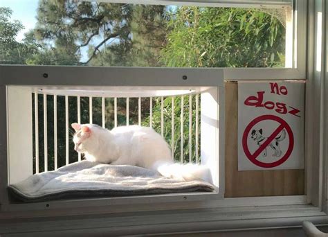 Cat Window Box Cat Solarium The Cat Window Box Catio Cat Balcony