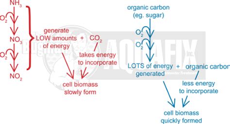 Ammonia Removal From Wastewater Restore Nitrification