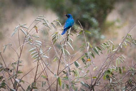 African´s Birds ! on Behance