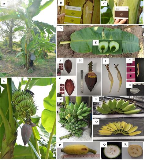 Morphological characteristics of Musa (ABB) 'Mali-Ong'. (A) Banana ...