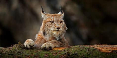 Attention Aux Lynx Quels Sont Les D Tails Surprenants Que Vous