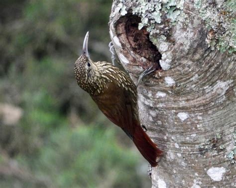 Subspecies Lepidocolaptes Affinis Affinis INaturalist