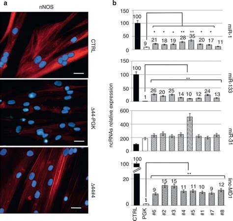 Analysis Of Neuronal Nitric Oxide Synthase Nnos Localization And