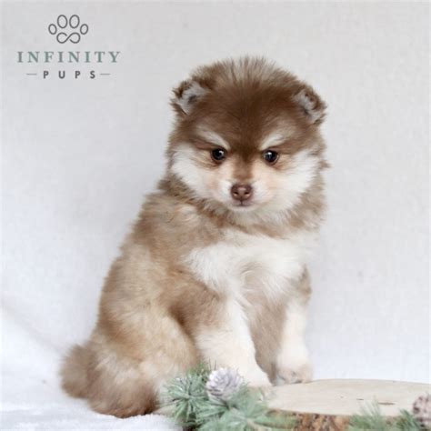 Pomskies For Sale Adopt Pomsky Puppies For Sale Online Today Vip Puppies