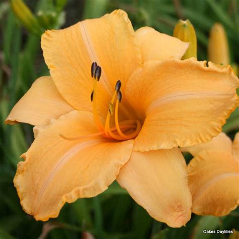 Ruffled Apricot Lovely Large Bloom Oakes Daylilies