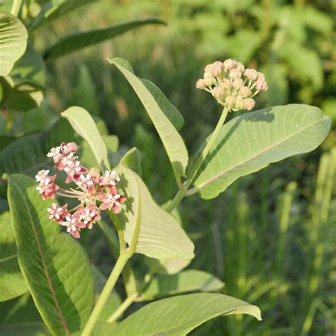 Asclepias Sullivantii Yuccashop