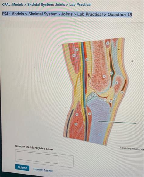 Skeletal System Joints Lab Practical Pal Models Chegg