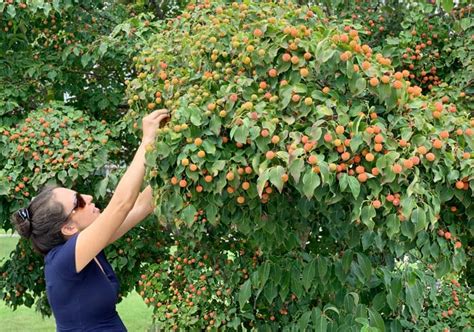 Flowering Dogwood Tree Fruit | Fruit Trees