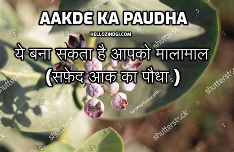 Aakde Ka Paudha ये बना सकता है आपको मालामाल सफ़ेद आक का पौधा