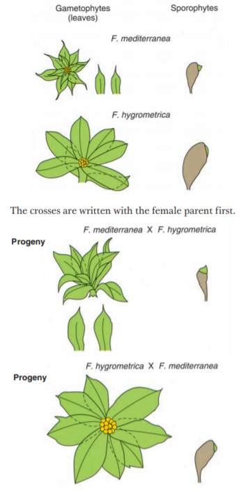 Solved Reciprocal Crosses And Selfs Were Performed Between The Two