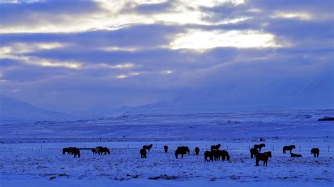 Skagafjordur in Winter – Iceland in Focus