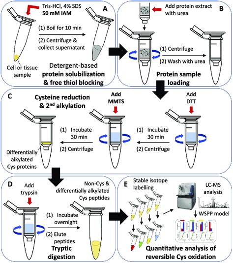 The Fasilox Workflow A A Cell Or Tissue Homogenate Sample Is Boiled