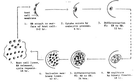 Rickettsia, Chlamydia, Mycoplasma