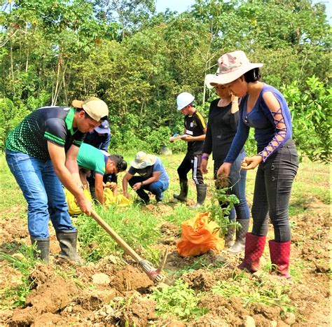 PRODUCCIÓN Y COSECHA DE PAPA CON FINES INVESTIGATIVOS