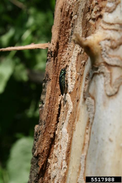 Emerald Ash Borer Agrilus Planipennis