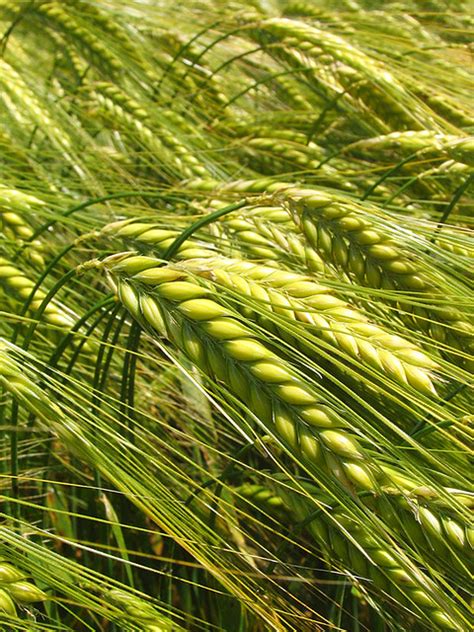 Orge Barley Culture qui sert pour faire de la bière de n Flickr