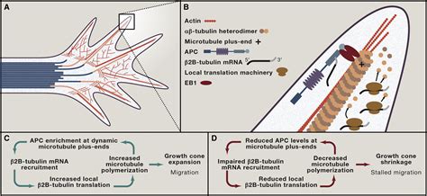 Microtubule Self Organization Via Protein RNA Network Crosstalk Cell