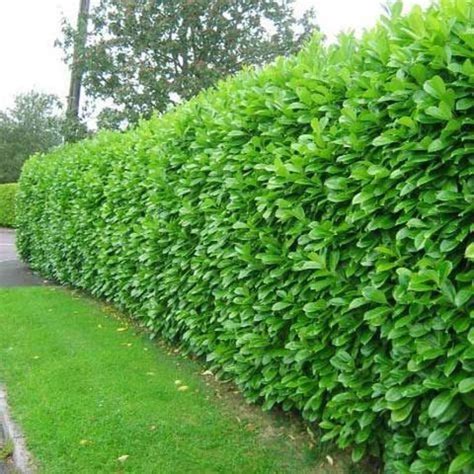 Amazing Ideas To Make Fence With Evergreen Plants Landscaping