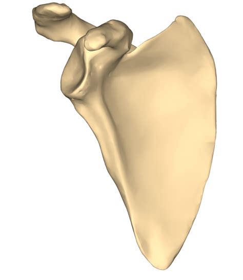 Scapula Diagram Quizlet