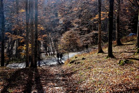 FORESTA DEL CANSIGLIO FOLIAGE LA STRADA NEL BOSCO Il Cans Flickr