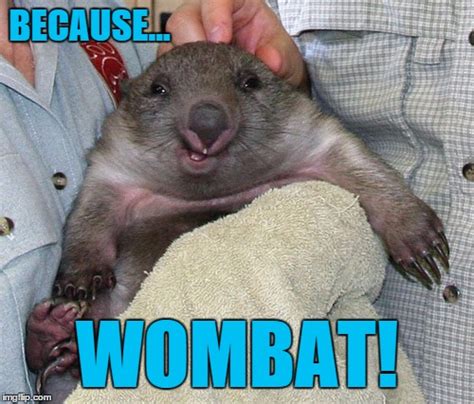 Wombat Meme