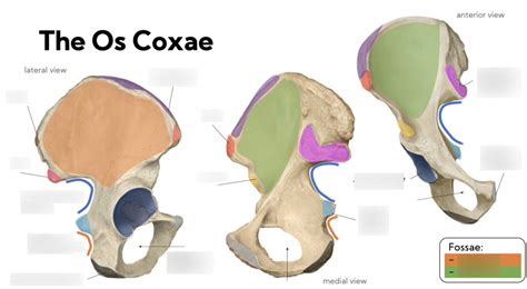 The Os Coxae — Landmarks Diagram Quizlet