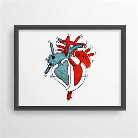 Heart Cardiology Vintage Human Anatomy Art Print | Anatomy Art Gallery