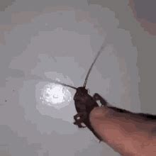 Cockroach Pet GIF – Cockroach Pet Coachroach Pet – discover and share GIFs