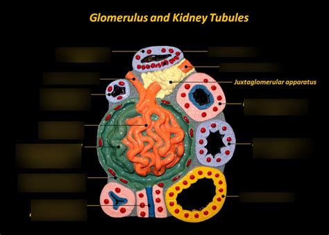 glomerulus and kidney tubules-15 Diagram | Quizlet