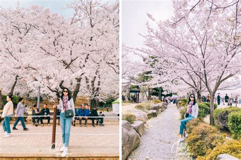 Jinhae Cherry Blossom Festival 2023 | South Korea