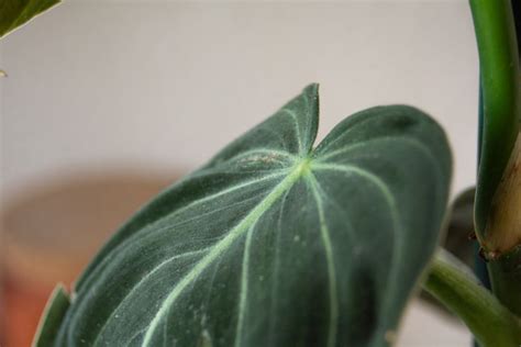 How To Grow And Care For Philodendron Melanochrysum