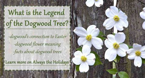 Legend of the Dogwood Tree - Dogwood Flower Meaning + Dogwood facts