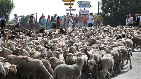 VIDÉO Plus de 600 moutons et chèvres en transhumance dans la ville de