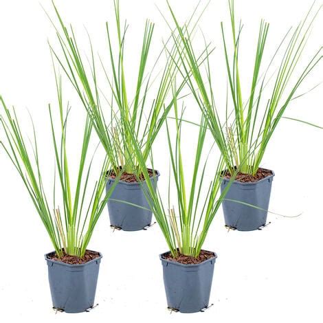 X Xl Cortaderia Pumila Herbe De La Pampa Plante D Ext Rieur Et