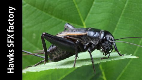 Soundeffect Sound Of Crickets At Night Youtube