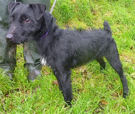 Ozzie 18 Month Old Male Patterdale Terrier Cross Dog For Adoption