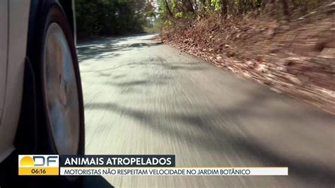 Aumenta N Mero De Animais Atropelados No Jardim Nico Bom Dia Df G