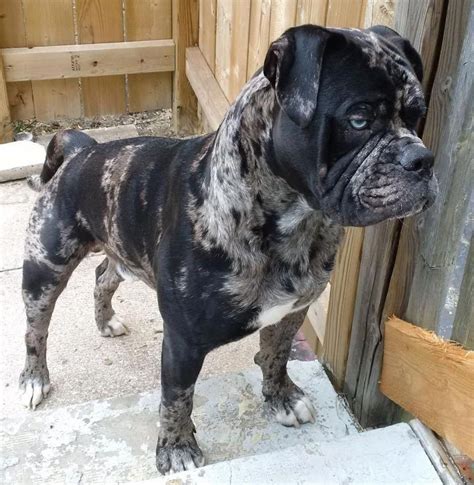 Black American Bulldog