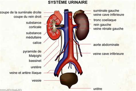 Sch Ma Du Syst Me Urinaire