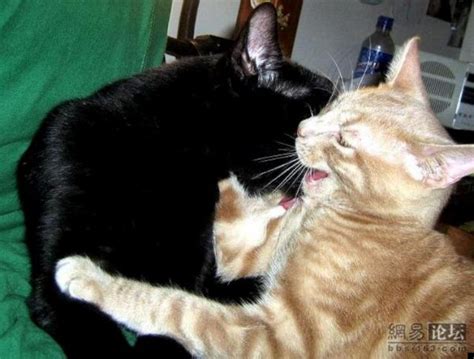 Kissing Cats 5 Pics