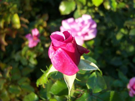 Fotos Gratis Naturaleza Flor P Talo Florecer Verano Amor Rosa