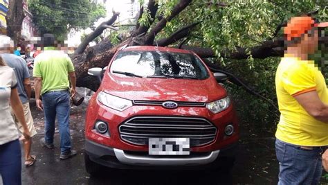 Queda de árvore e alagamentos são registrados durante forte chuva em